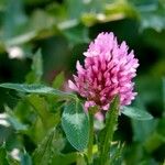 Trifolium pratense Blomma