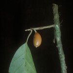Siparuna decipiens Meyve