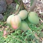 Mangifera indica ഫലം