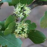 Boscia mossambicensis Flor