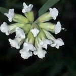 Dorycnium pentaphyllum Λουλούδι