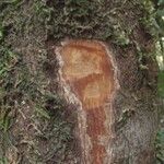 Beilschmiedia oreophila Corteza