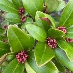 Skimmia japonica Folha