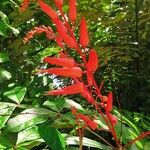 Quassia amara Flor
