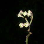 Euphorbia sinclairiana Flower