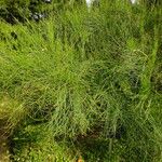 Ephedra foeminea Frunză