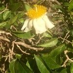 Oncoba spinosa Λουλούδι