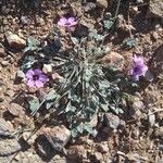 Erodium guttatum Habitus