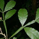 Quassia amara Hoja