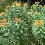 Rhodiola rosea Hábito