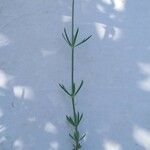 Crucianella angustifolia Fuelha