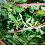 Lippia micromera Лист