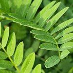 Astragalus cicer ഇല