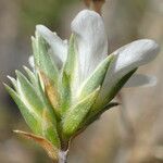 Arenaria aggregata Floare