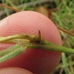 Agrostis stolonifera Blatt