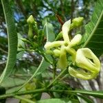 Tabernaemontana persicariifolia Flower