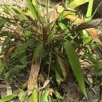 Arundinaria ragamowskii Leaf