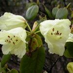 Rhododendron campylocarpum Характер