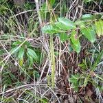 Lindsaea stricta Fruit