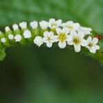 Heliotropium angiospermum 花