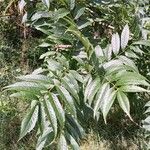 Fraxinus excelsior Blad