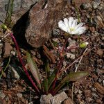 Lewisia oppositifolia 形态