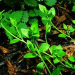 Moehringia trinervia Leaf