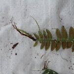 Asplenium barteri Hoja