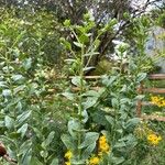 Solidago rigida Folla