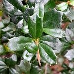 Berberis darwinii Blad