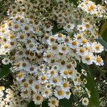 Montanoa bipinnatifida Flower