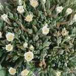 Mesembryanthemum nodiflorum Агульны выгляд