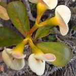 Euphorbia lophogona Flower