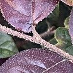 Loropetalum chinense Bark