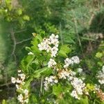 Crataegus laevigataFlors