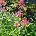 Centranthus ruber Flower