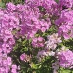 Phlox carolina Flower