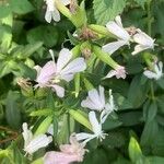 Saponaria officinalisΛουλούδι