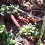 Herniaria ciliolata Ekosanga