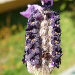 Lavandula stoechas Blüte