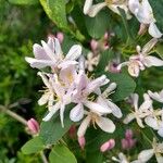 Lonicera tatarica Květ