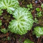 Saxifraga stolonifera 葉
