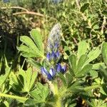 Lupinus micranthus Blüte