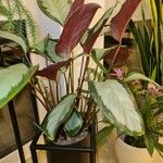 Goeppertia picturata 葉