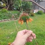 Leonotis nepetifoliaКвітка