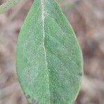 Bonamia spectabilis Blatt