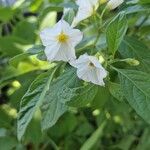 Lycianthes rantonnetii Fula