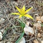 Gagea reticulata Квітка