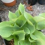 Hosta sieboldiana Folha