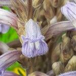 Phelipanche purpurea Fula